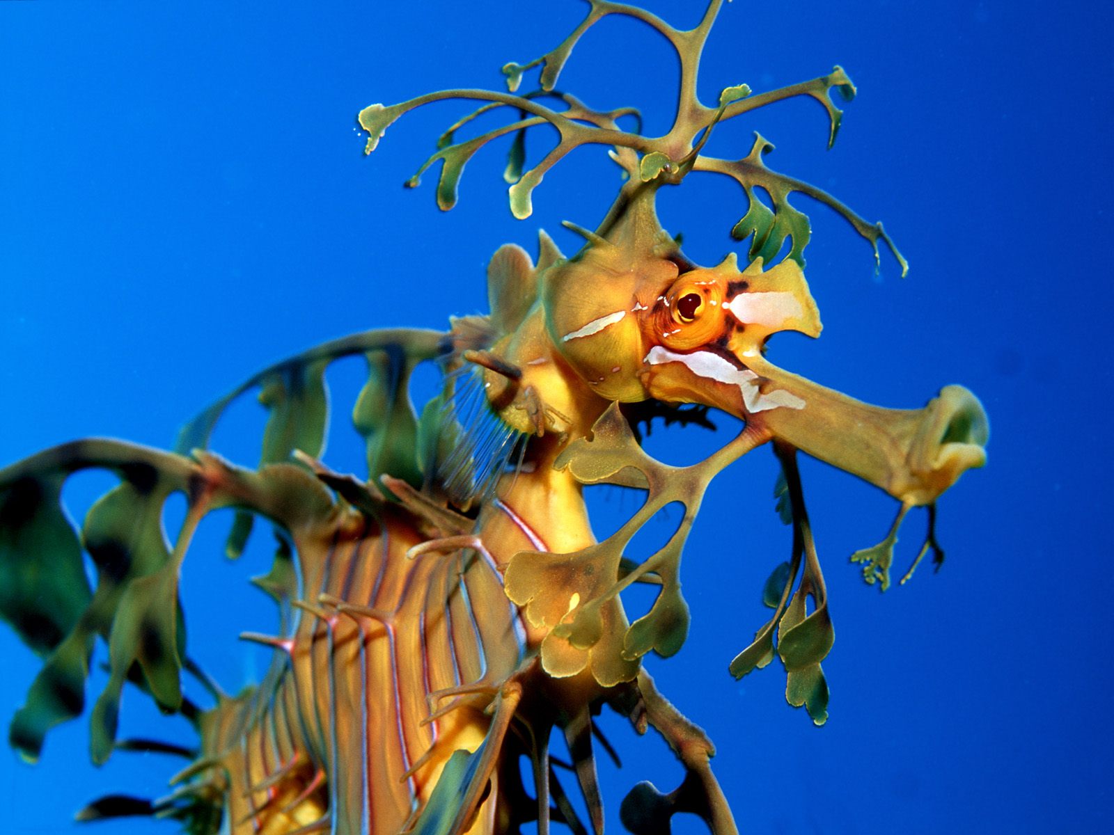 Bakgrundsbilder: Leafy Sea Dragon, Australia